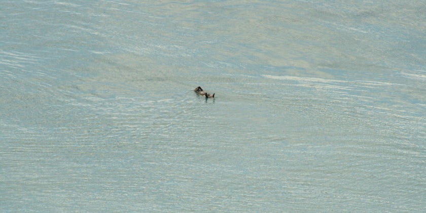Sea otter in Glacier Bay (Photo by Adam Coulter)
