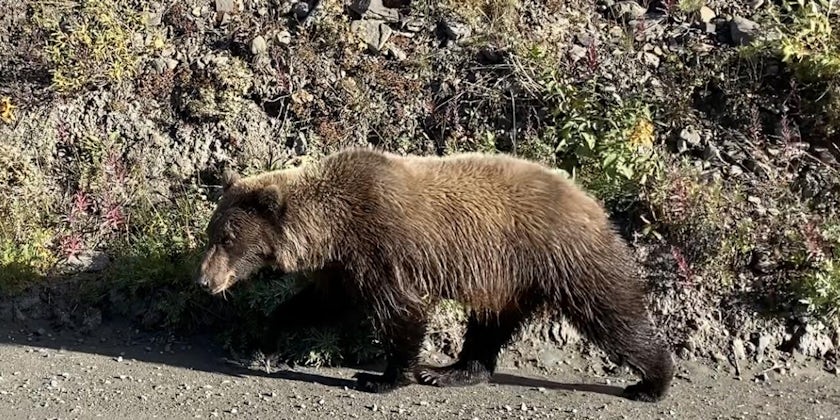 Bear in Denali National Park, Alaska (Photo/Tim Johnson)