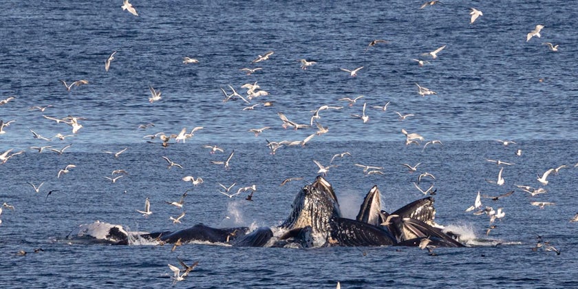 Humpback whales bubble-net feed in waters off the coast of southeast Alaska, as seen from Ocean Victory cruise ship. (Photo: Jeremy Fratkin)