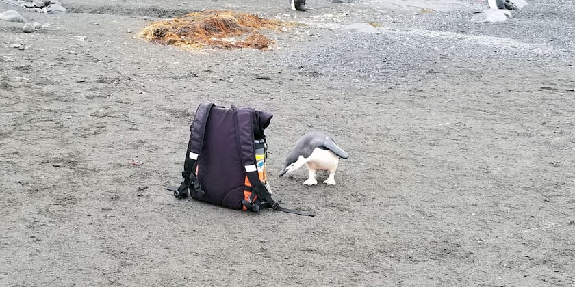 A chinstrap penguin inspects a backpack in Antarctica. (Photo: Colleen McDaniel)