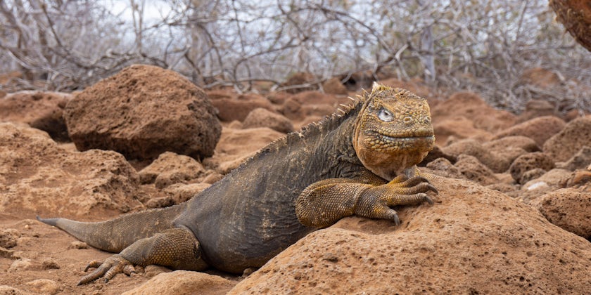 Wildlife in the Galapagos (Photo: Aaron Saunders)