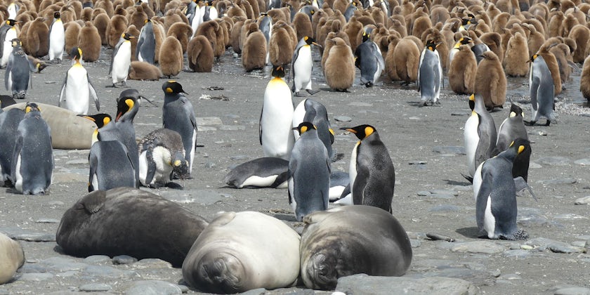 Seals and penguins on South Georgia Island on an Antarctica cruise with Lindblad Expeditions (Photo/Ming Tappin)