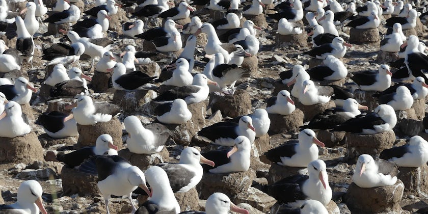 An albatross colony in the Falkland Islands on an Antarctica cruise with Lindblad Expeditions (Photo/Ming Tappin)