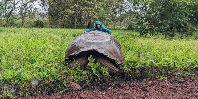 A giant tortoise in the Galapagos Islands. (Photo: Colleen McDaniel)
