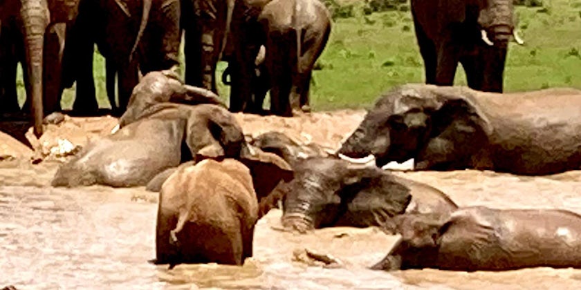 Elephants in a watering hole at Addo Elephant Park (Photo Sara Macefield)