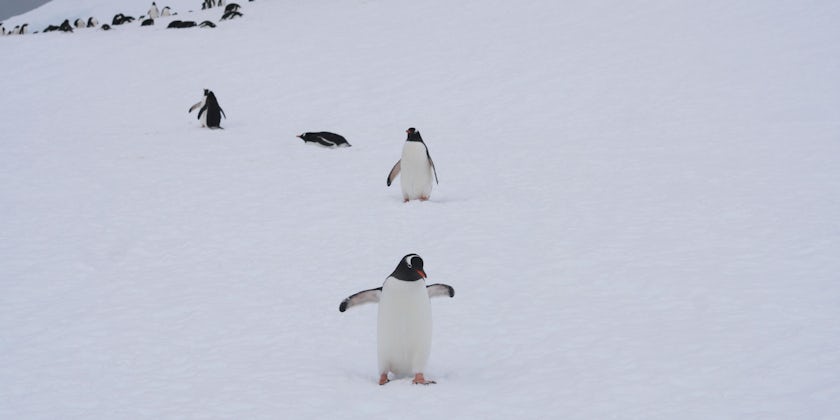 Penguins in Antarctica on Silver Endeavour (Photo: Adam Coulter)