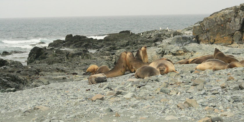 Elephant Seals on the beach in Antarctica (Photo: Adam Coulter)