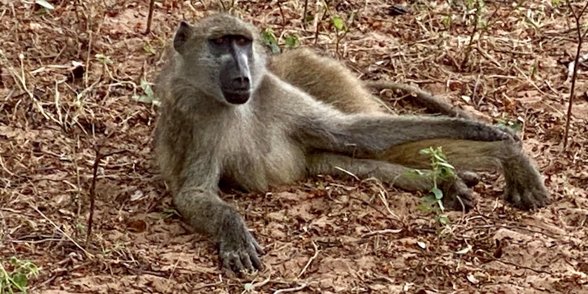 Baboon in Chobe National Park, visited with CroisiEurope (Photo/Jayne Clark)