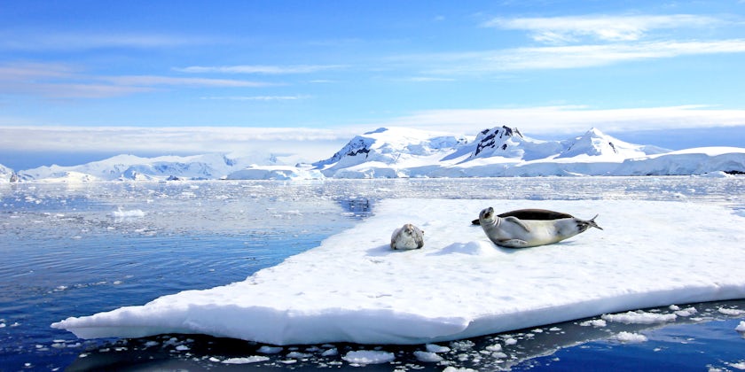 Crabeater Seals on Ice Floe, Antarctic Peninsula, Antarctica (Photo: reisegraf.ch/Shutterstock) 