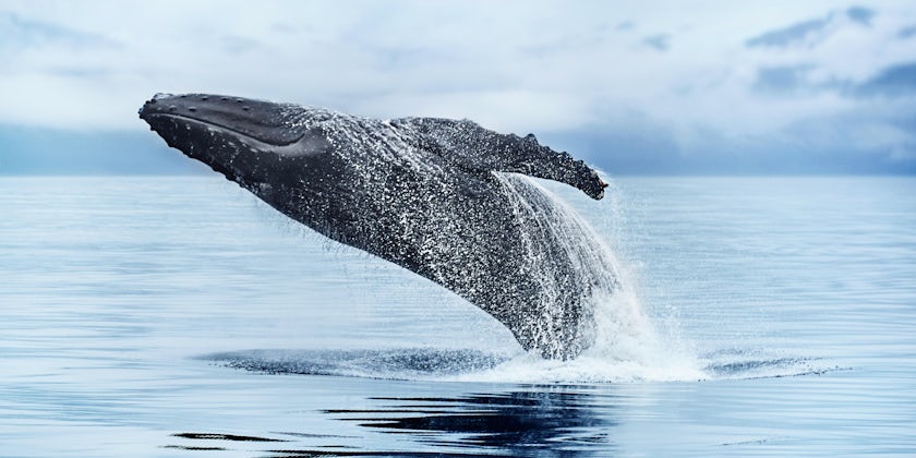 Breaching Whale in Alaska (Photo: Princess Cruises)
