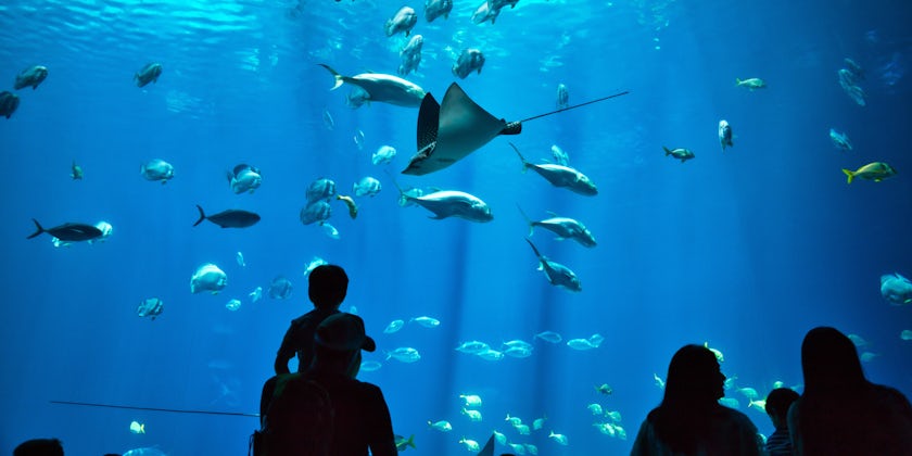 Father & Son Enjoying Aquarium (Photo: fletchjr/Shutterstock)