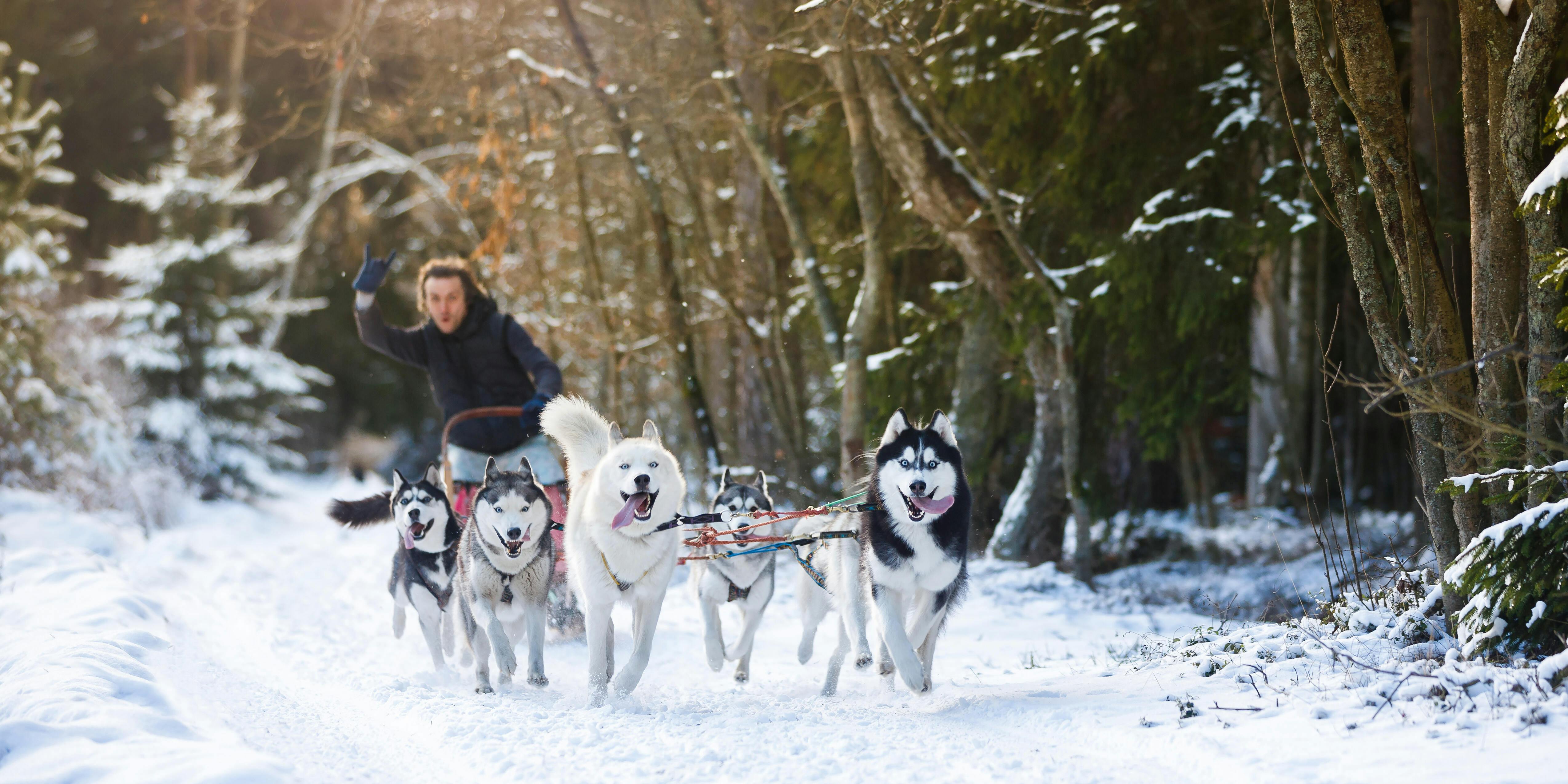 husky sledding near me