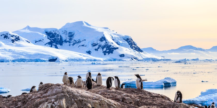 Protecting Antarctica's wildlife is critically important (Photo: Vadim Nefedoff/Shutterstock)