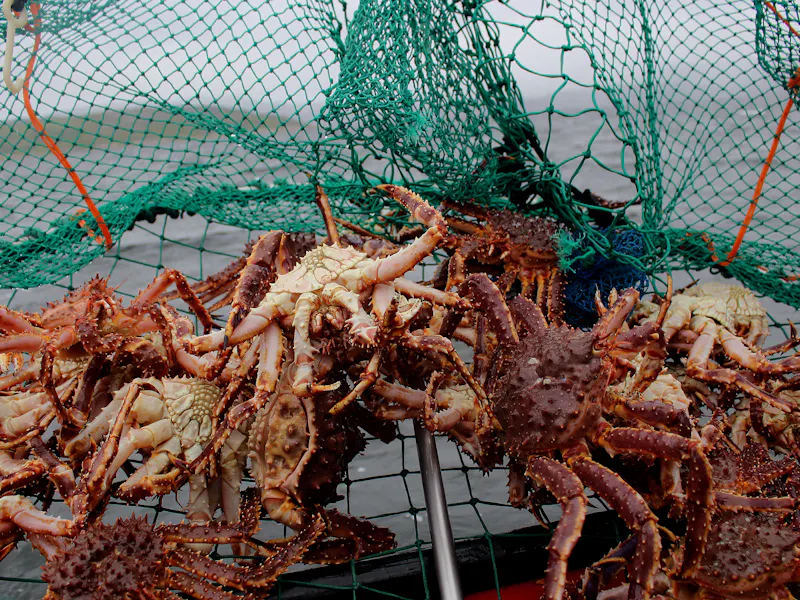 King Crab Fishing in Norway on a Cruise Cruise Critic