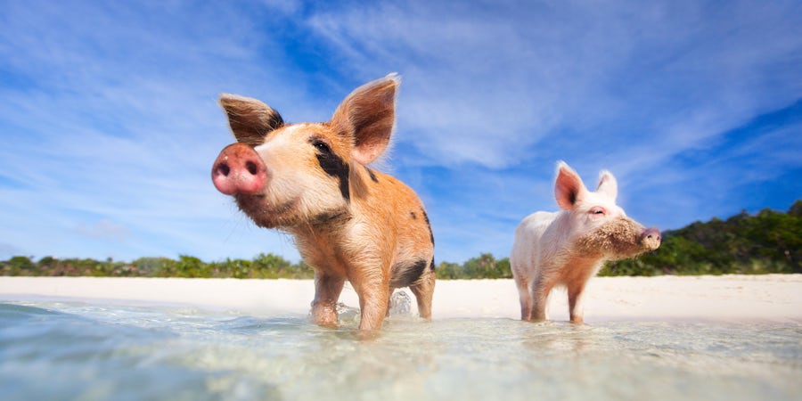 Swimming Pigs Excursion on a Bahamas Cruise