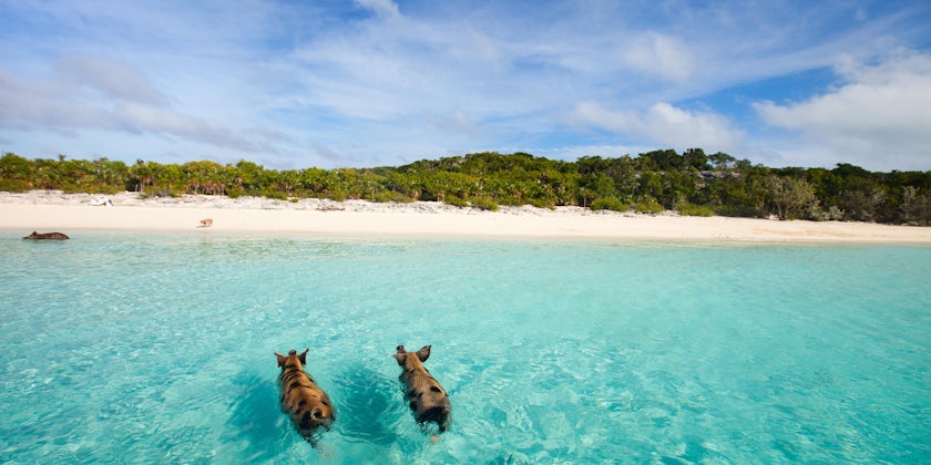 Swimming with pigs shore excursion in the Bahamas (Photo: BlueOrange Studio/Shutterstock)