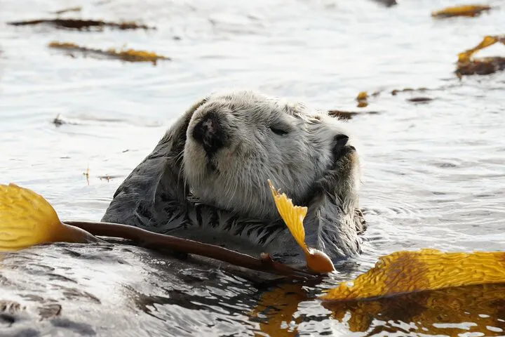 Sitka Shore Excursion Reviews - Cruise Critic