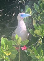 Red footed Boobie
