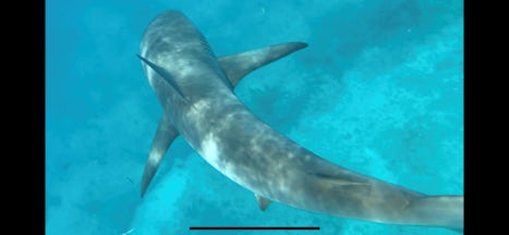 Shark in Bimini reef snorkel
