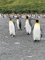 Penguins galore thanks to some well planned excursions.