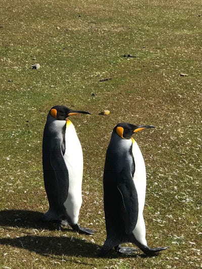 two king penguins marching in step on South Georgia