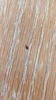 Bed bug found on night stand next to bed.