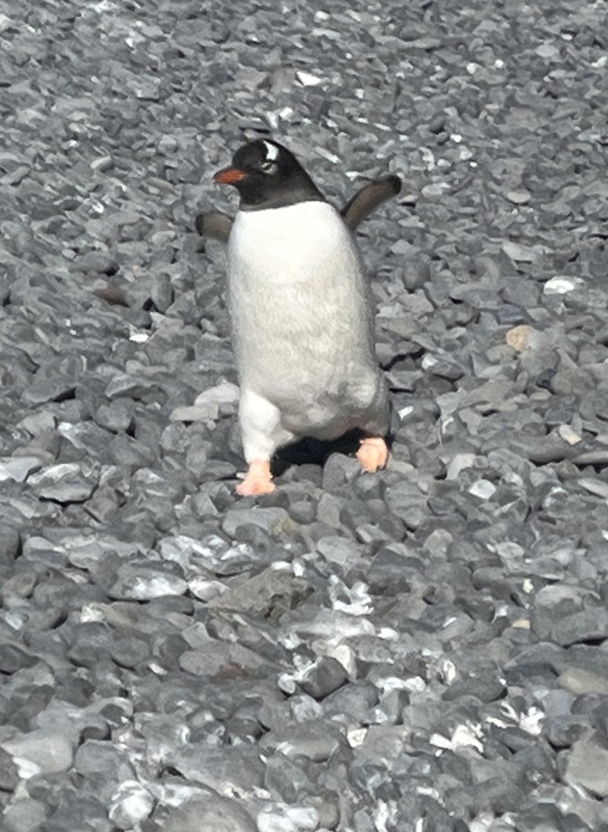 My favorite little penguin--it was explained to us to keep our distance from the penguins, but they didn't seem to heed the instructions and would try to come see us!