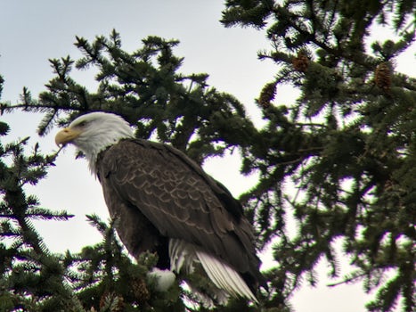 Eagle near Hains, Alaska