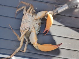 One of the mud crabs
