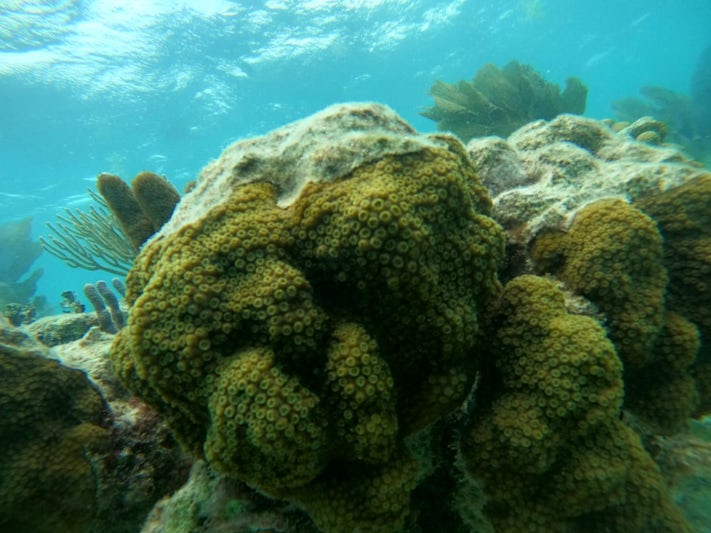 Costa Maya snorkel trip
lots of coral