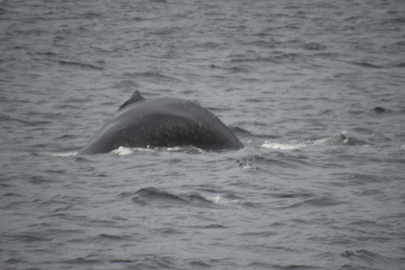 Humpback whale, Sitka