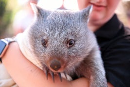 Wombat at Bonorong Wildlife Sanctuary, Tasmania
