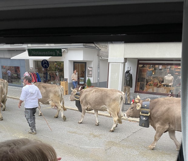 Parade of Cows outside Lucerne