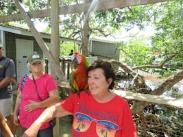 Macaw, Roatan