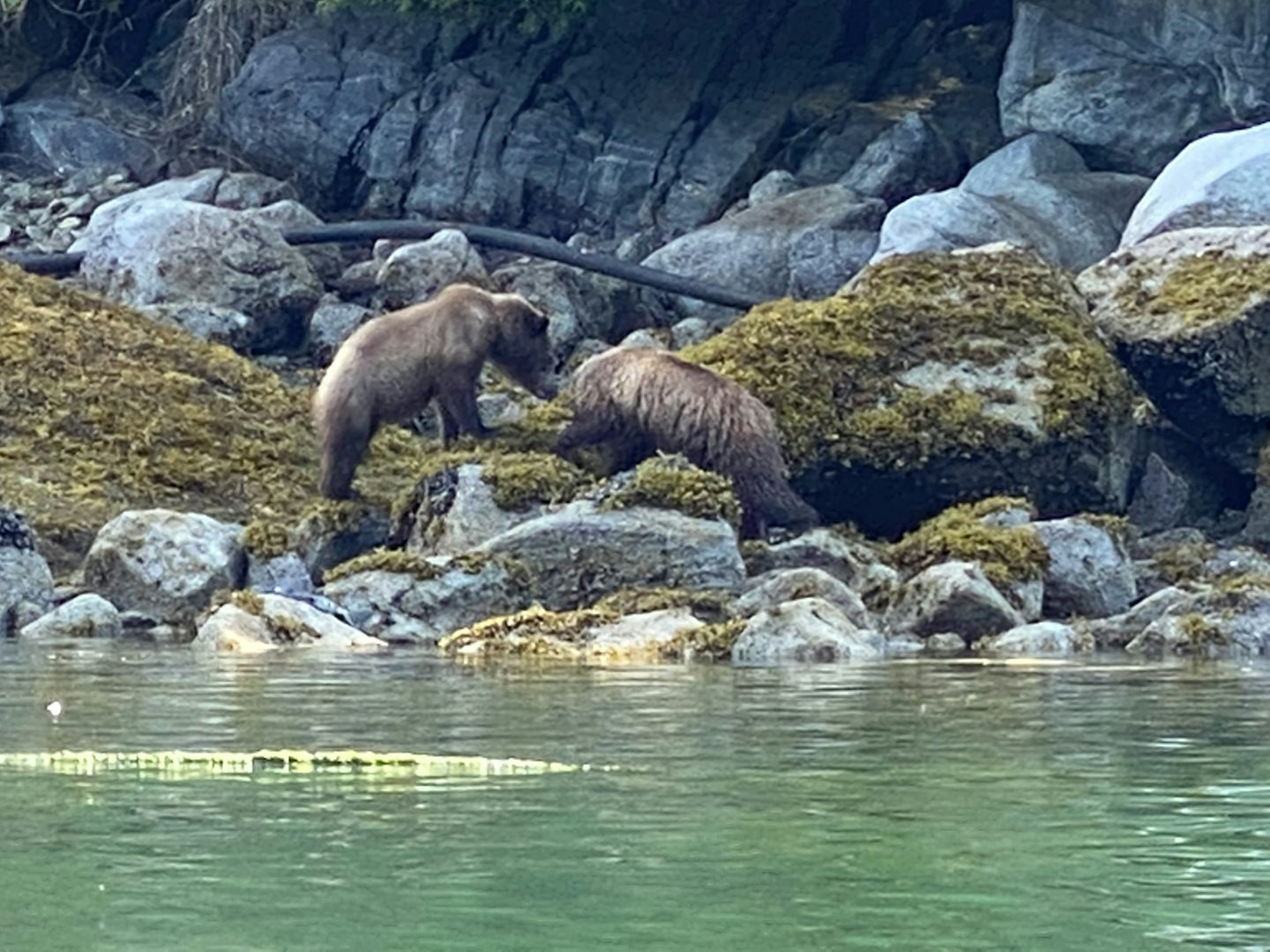 2bears (hopefully siblings) meeting at the shoreline before catching salmon.