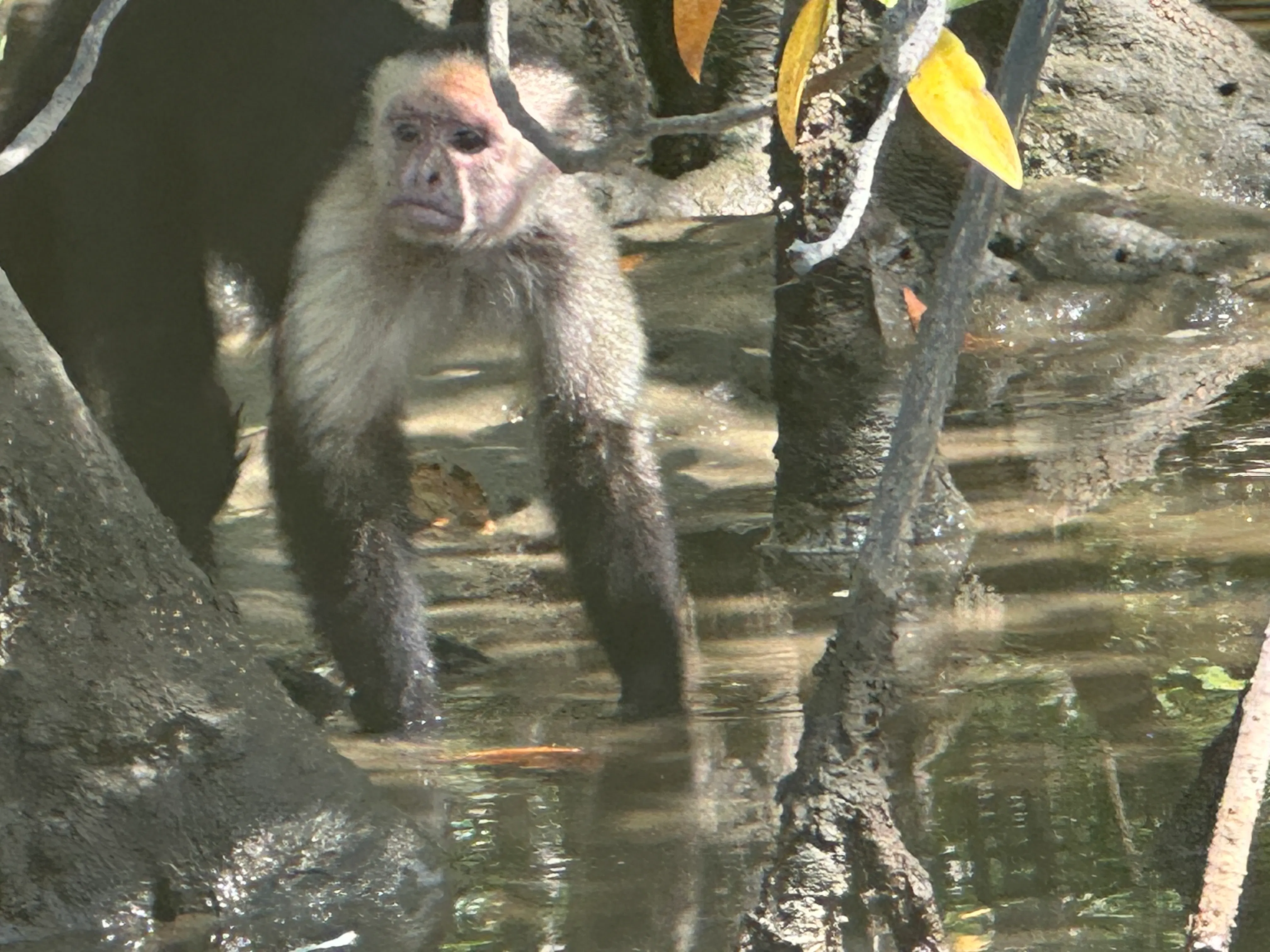 Wind Star Costa Rica Reviews | Cruise Critic