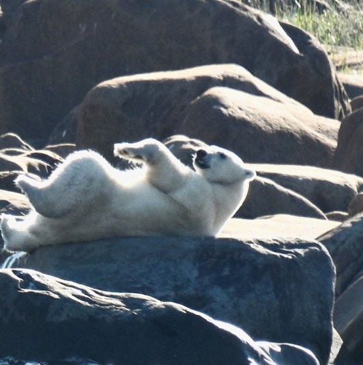 Polar Bear Mother with cub