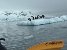 Penguins we visited during kayak excursion