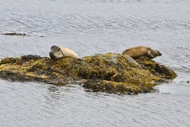 Seals in Iceland just ignored us.