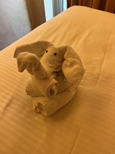 Towel animal on the bed each day 