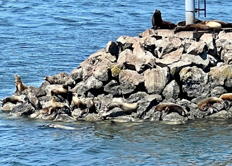 We were treated to this delightful view of sea lions frolicking on shore!