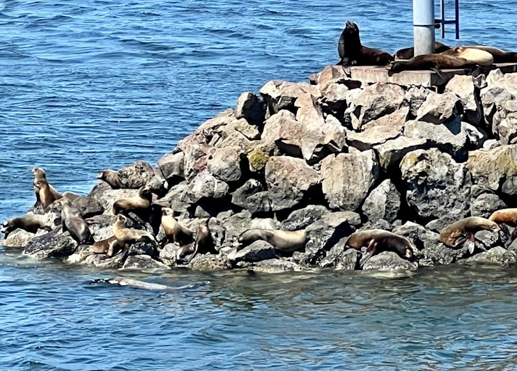 We were treated to this delightful view of sea lions frolicking on shore!