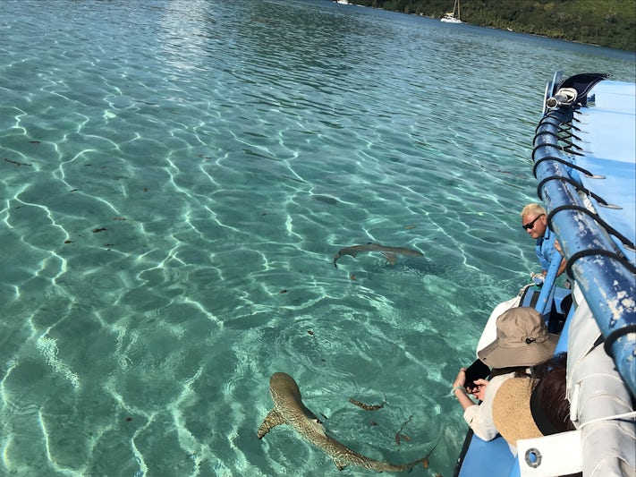 Swimming with sharks on Bora-Bora