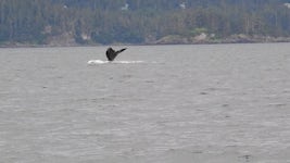 Juneau, Whale watch with Gastineau Tours, 