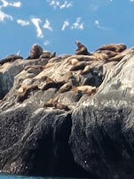 sea lions up close!