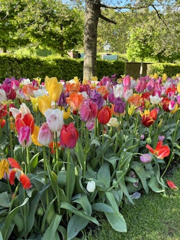 Tulips in the Keukenhof Gardens