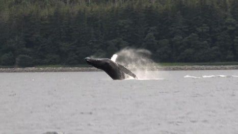 Juneau, Whale watch with Gastineau Tours, 