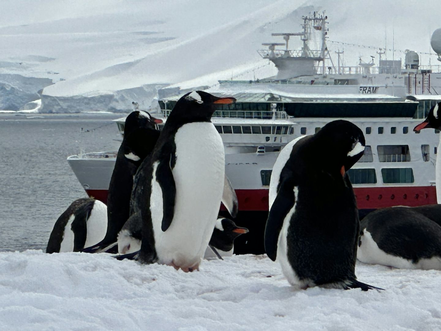 Penguins and ship, Antarctica 