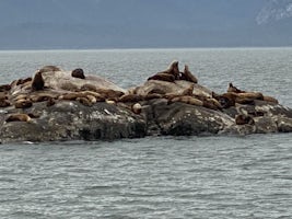 Seals and sea lions.
