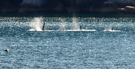 Orcas, side by side, blowing steam